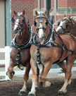 Horses at State Fair